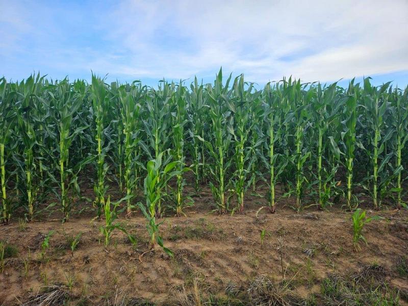 8 Bedroom Property for Sale in Bethlehem Rural Free State